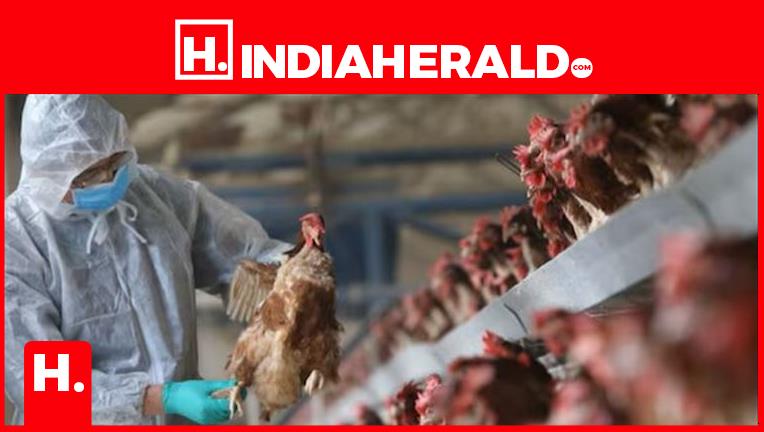 Alert issued after confirmation of bird flu in Ranchi...
