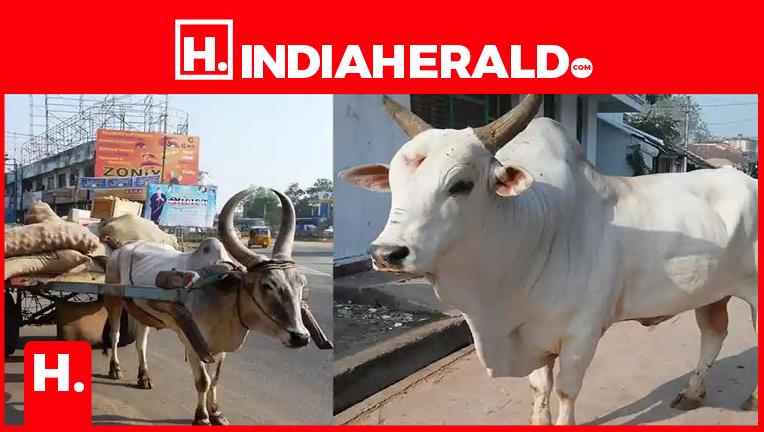 ఎద్దుకి, ఆంబోతుకి తేడా ఏంటి.. అచ్చోసిన ఆంబోతు తిట్టెలా వచ్చ