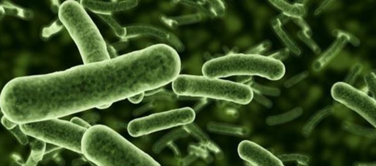 E-Coli Bacteria increased due to Sewage water getting mixed with Water Bodies