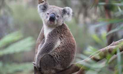 Koala population in Australia likely to extinct by 2050