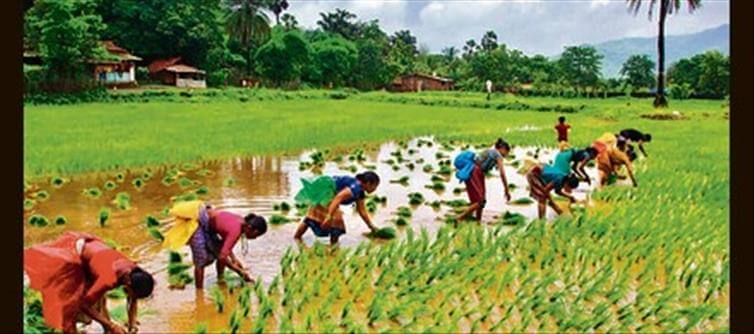 Executive plans to reinforce farm productivity in 100 districts