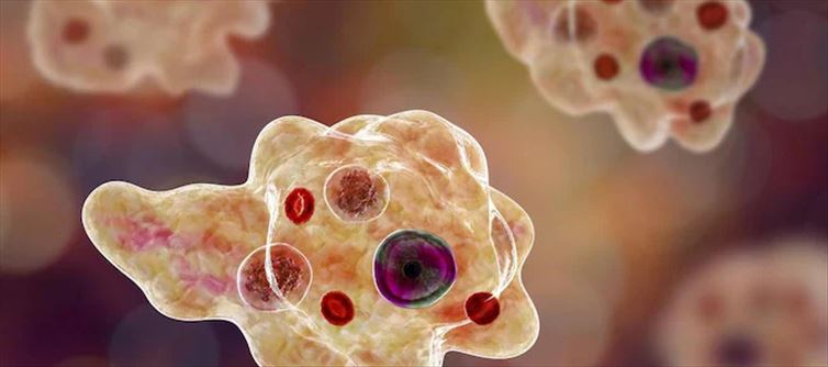 FEAR MORE - Brain Eating Parasite Reported in Korea