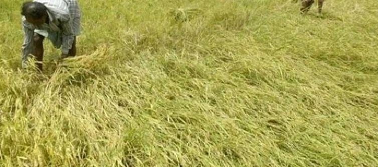 Is India To Open Its Agricultural Sector To The US?