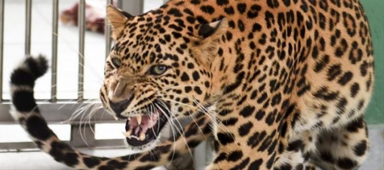 Leopard terror in Supaul, entered the house and sat down...