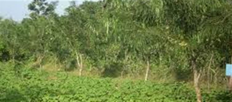 Madhya Pradesh Government Launches MeriLiFE Portal to Track Tree Plantation and Felling