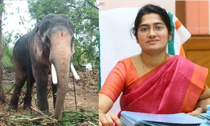 Kerala district collector lifted ban on elephant Ramachandran