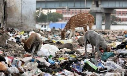 Garbage menace is the elephant in Chennai that is growing bigger