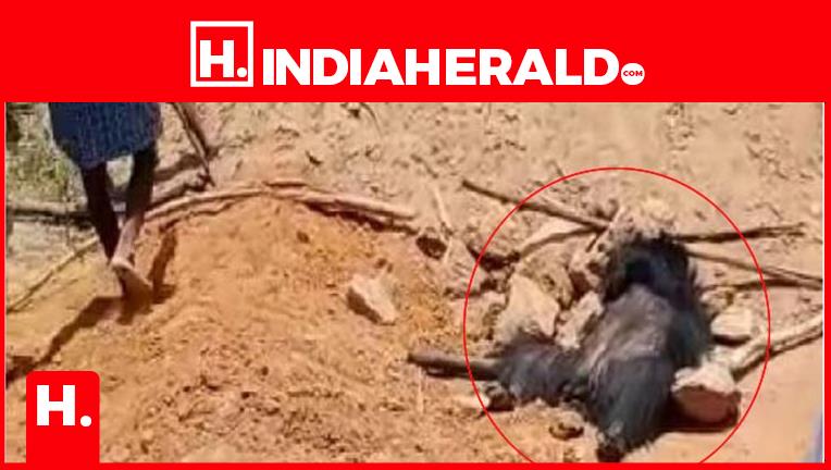 తండాలోకి వచ్చిన ఎలుగు.. తరిమి తమిరి కొట్టి చంపారు..