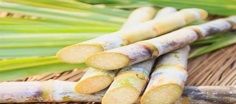 Sugarcane cultivation is difficult in Telangana & AP..!?