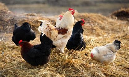  Study reveals Treated poultry excrement could replace approximately 10% of coal used in electricity generation