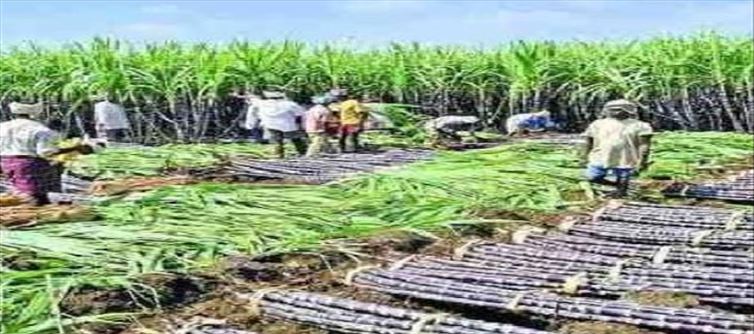 UP Sugarcane Price Hiked: RLD statement of camel's mouth?