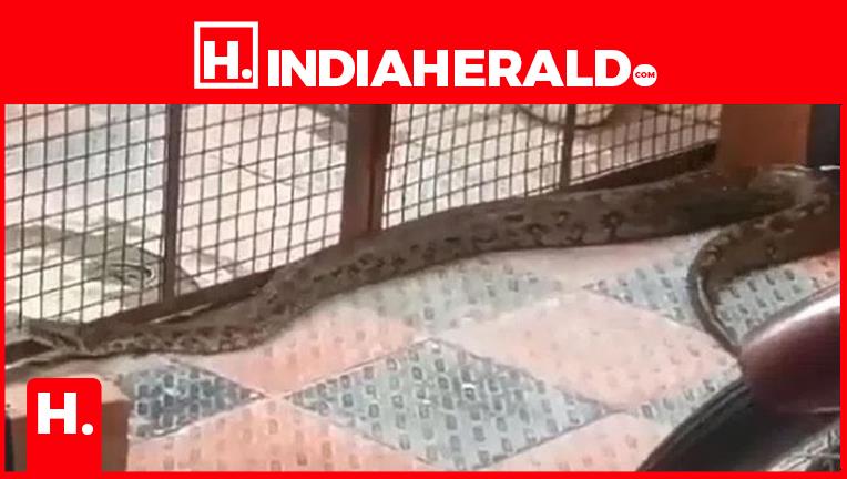 VIDEO - 5 Foot Long Python Spotted at Apartment in Telangan