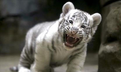 White Tiger Cubs into display enclosure
