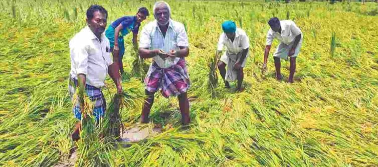 Why are you hiding and asking for votes? Farmer shouts at BMC candidate