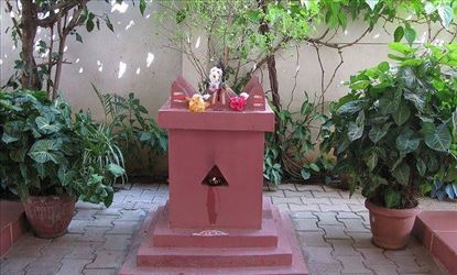 Tulsi plant is sacred in Hindus House