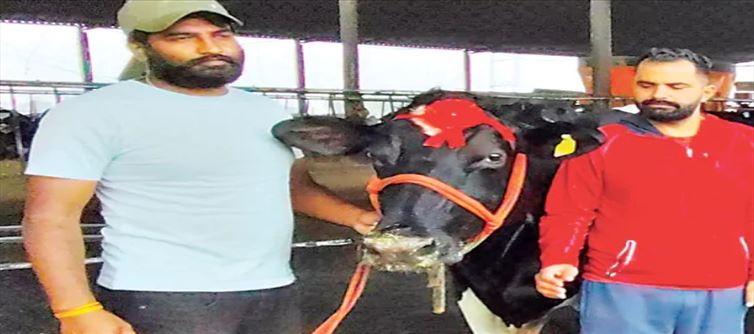 ఒక్క రోజులో 87.7 లీట‌ర్ల పాల‌తో ఆ ఆవు రికార్డ్‌... !
