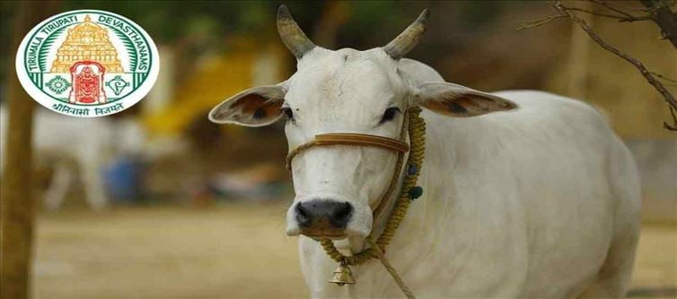 శభాష్.. తిరుమల తిరుపతి దేవస్థానం గోసేవ అదుర్స్?