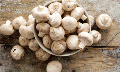 Healthy Benefits of eating Mushrooms 