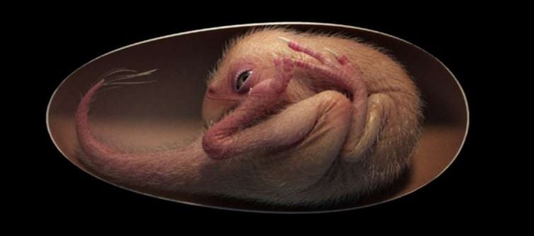 బేబీ డైనోసార్ శిలాజాన్ని కనుగొన్న శాస్త్రవేత్తలు..