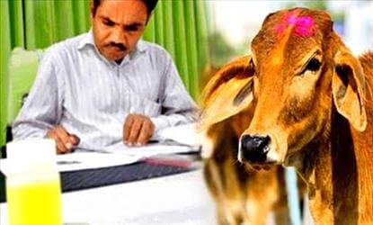 தங்கம், மருந்து... பசுமாட்டு கோமியத்தில்... ஆய்வில் அதிசய தகவல்