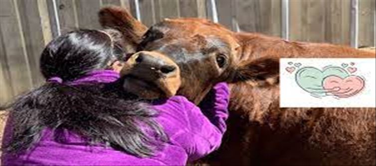 Celebrate Valentine's Day by hugging a cow..!?