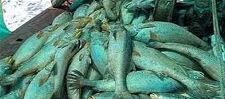 వైరల్: 157 చేపలు కోటి రూపాయలా... ?