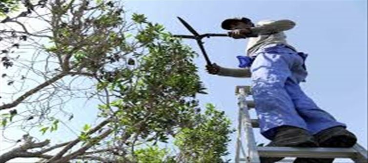 Conocarpus Tree in Telangana: Dangerous Threat..!?