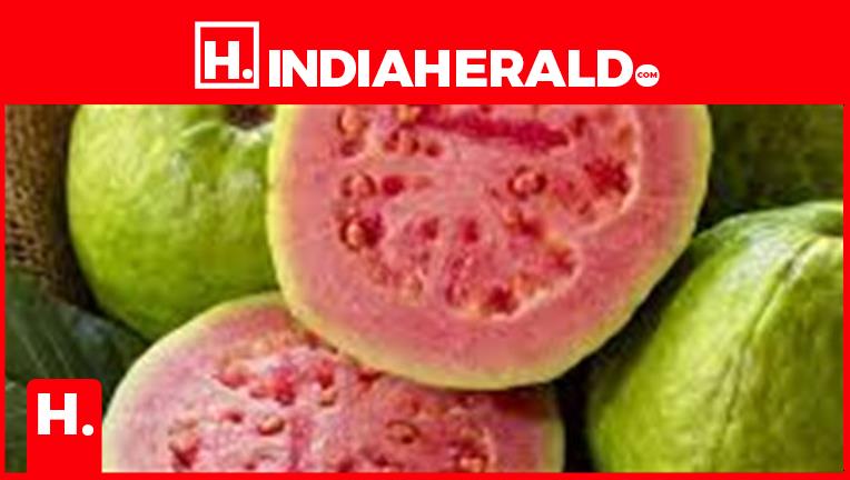 Fitness benefits of guava fruit and leaves