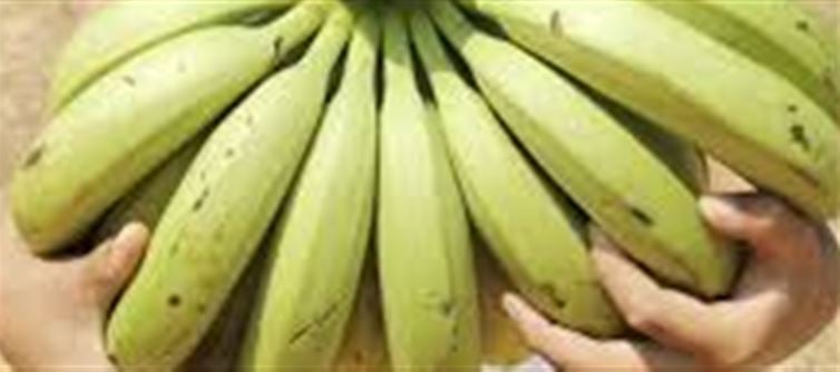 How to Identify Sweet, Natural Bananas: Look at the Stalk