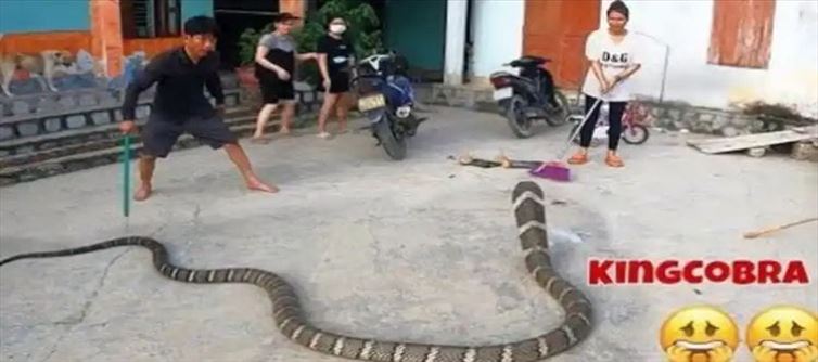 Viral Video: భారీ కింగ్ కోబ్రాని ఎలా పట్టాడో చూడండి?