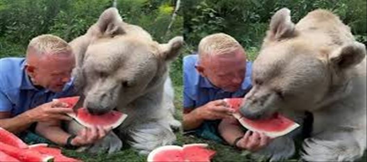 Man Feeds Watermelon to Giant Bear in Viral pic: