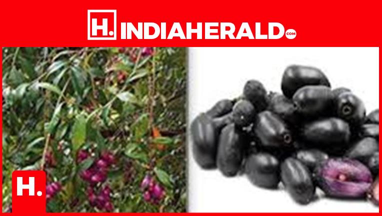 Mango And Jamun Seeds Are Expensive Online Medicine For Diabetes.