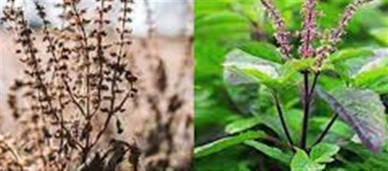 Simple and Effective Care Tips for Tulsi Plant in the Winter Season