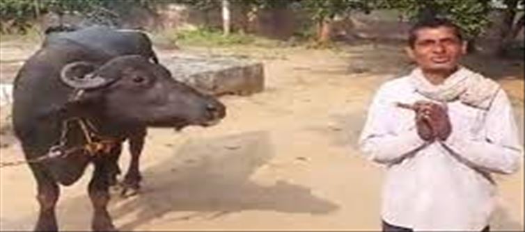 'Sir, My Buffalo is not giving me milk': Farmer's complaint goes Viral!