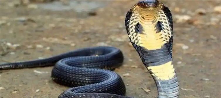 వైరల్ : ముంగిసా vs నాగుపాము.. భీకర పోరు.. చివరికి ఏది గెలిచిందంటే?