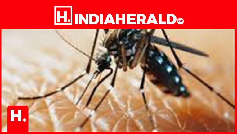 The Urban Lifestyle and Increasing Number of Dengue Cases: What You Need to Know