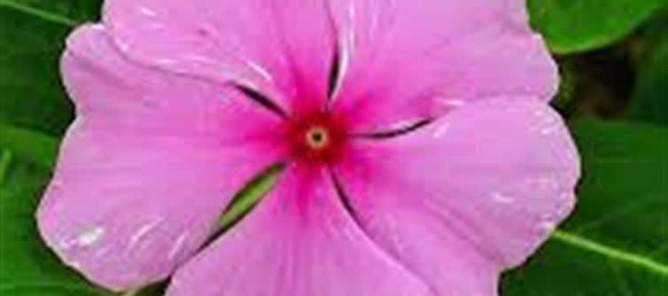 This flower full of medicinal properties is of great use!