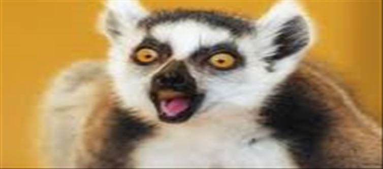 This is the 'superpower hunter' of the animal world!