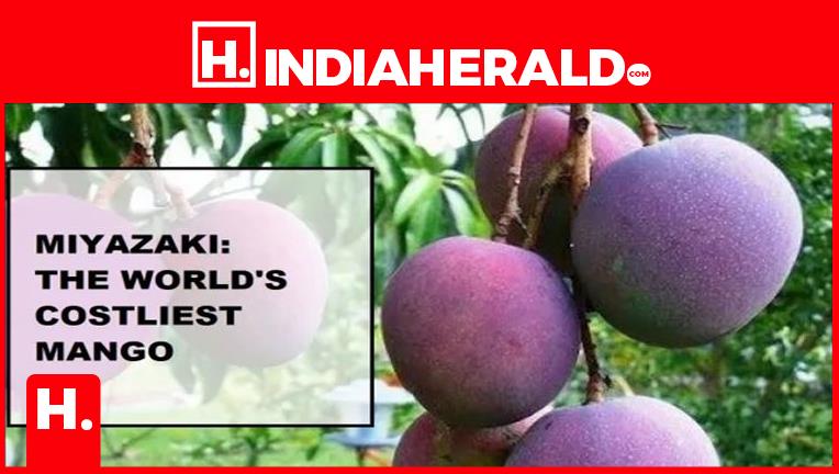 this-mango-costs-rs-2-7-lakh-per-kg-the-most-expensive-m