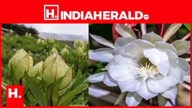 This Rare Himalayan Flower is Revered as an Avatar of Lord