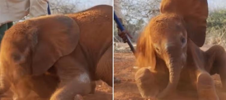 Video of baby elephant taking a joyful dust bath will wipe off your Monday blues