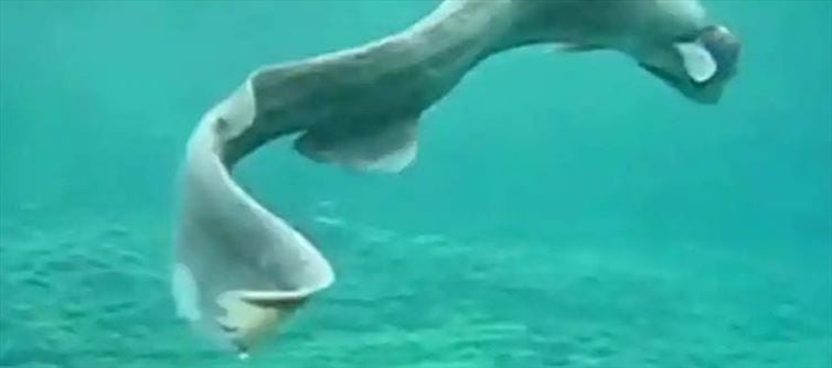 Viral Video: సముద్రంలో దంతాలతో వింత జీవి?