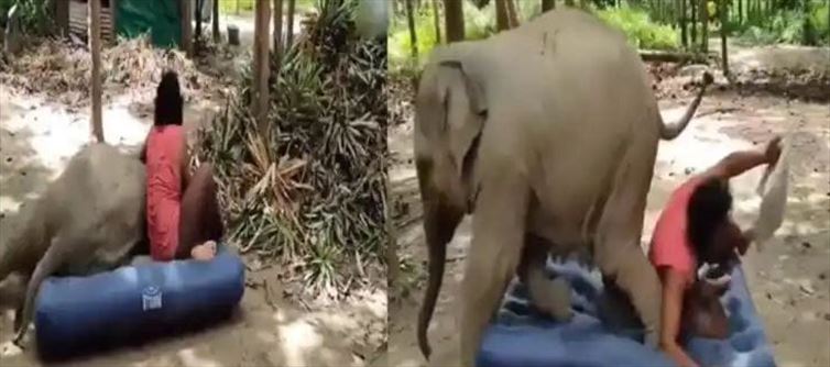 Viral Video : ఈ పిల్ల ఏనుగు పనికి పడి పడి నవ్వాల్సిందే!