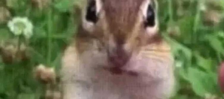 Viral Video : బాదం తింటున్న ఉడత.. చూస్తే ఫిదానే!