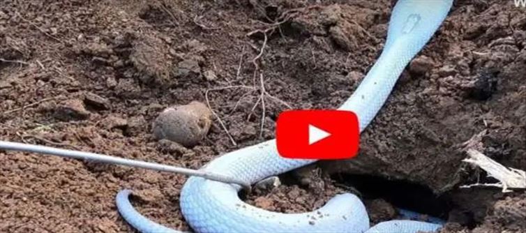 బుసలు కొడుతున్న శ్వేత నాగు.. వైరల్ వీడియో?