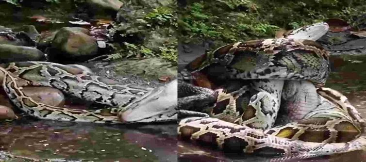 Viral Video: మొసలి, అనకొండ మధ్య ఫైట్? ఏది గెలిచిందంటే?