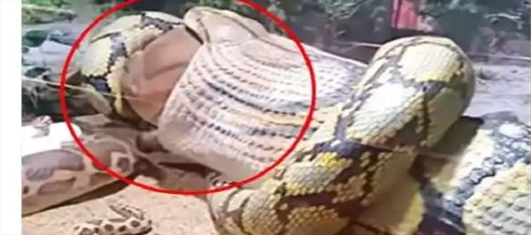భారీ ఆవును మింగేసిన అనకొండా.. వీడియో వైరల్?