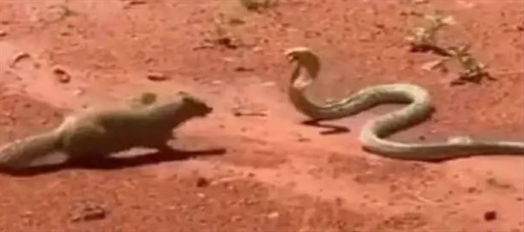 పాము - ముంగిసల భీకర పోరు.. స్లో మోషన్ లో చూస్తే కిక్కే వేరు?