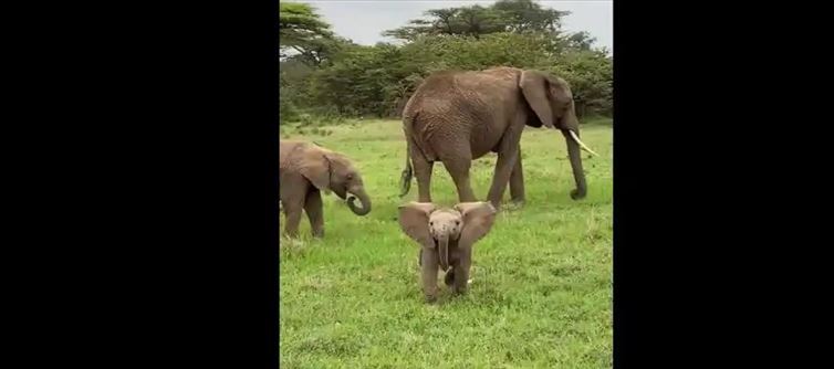 వైరల్ : కెమెరాని చూసి రెచ్చిపోయిన బుల్లి ఏనుగు.. రచ్చ మామూలుగా లేదు?