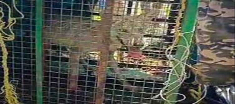 Why Are Wolves in Bahraich Turning to Attacking Humans?
